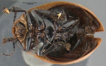 Media type: image; Entomology 17549   Aspect: habitus ventral view